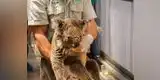 Koalas rescatados de incendio en Australia no serían liberados