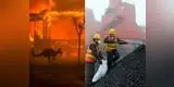Incendio en Australia: ¿China podría haber sido cómplice del incendio forestal? [FOTO]