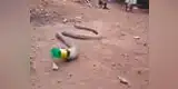 India: cobra vomita botella de plástico y se reabre debate sobre la contaminación en el país | VIDEO