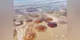 Todo lo que debes saber si encuentras una malagua en la playa [FOTO]