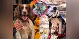Conoce a Bear y Taylor, los perros que salvan koalas de los incendios en Australia