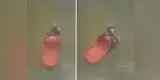 Astuta rata sube a una chancleta y salva su vida tras inundación [VIDEO]