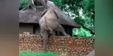 YouTube: Elefante saltó pared para robar mangos [VIDEO]