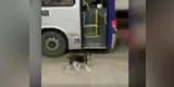 Perrito espera todos los días a chofer que le da de comer y es viral en redes [VIDEO] 