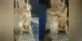 Tierno perrito callejero aprendió a dar la pata para poder conseguir alimento [VIDEO]