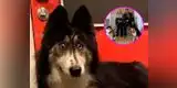 Nadie quería adoptar a esta husky siberiana por sus ojos y ahora todos la aman [FOTOS Y VIDEO]