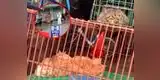 Conoce el mercado donde se habría originado el coronavirus de Wuhan [VIDEO]