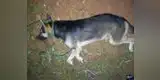 Paraguay: Sujeto ahorca a su perro porque lo puso nervioso