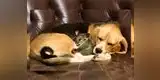 Youtube: Perrita adopta zarigüeya tras perder a sus cachorros [VIDEO]