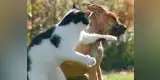 Gato le propina dos izquierdazos a un perro y video se vuelve viral [VIDEO]