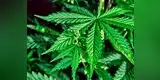 Padres e hijos se intoxican con pastel que contenía cannabis en fiesta escolar de Canadá