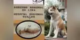  Huacho: Perro “Hachi” espera a su dueño en cuidados intensivos pese a que murió hace un mes [FOTO]
