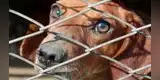 Rescatan a 76 perros que eran usados como carnada para peleas [VIDEO]