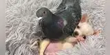 Facebook: La amistad entre un perrito y una paloma enternece las redes sociales
