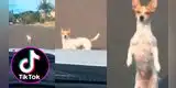 Perro desafía con la mirada a conductor que lo apresuró a cruzar la pista [VIDEO]