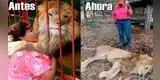 Encuentran a león en estado de desnutrición y al borde de la muerte en zoológico