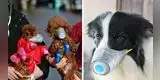 ¿Las mascotas podrían ser contagiadas del Coronavirus?