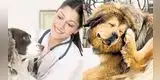 Mascotas: ¡Cuidado con la pulga, una enemiga oculta!