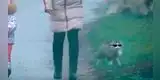 Gato ninja sorprende a todos en las redes sociales [VIDEO]