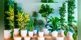 Conoce 5 plantas que la NASA recomienda para purificar el aire de tu hogar