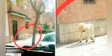Coronavirus: Hombre se disfraza de perro para salir durante cuarentena [FOTO]