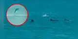 Coronavirus en Perú: Delfines danzan de alegría en Costa Verde [VIDEO]