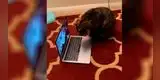 La tierna reacción de un gatito al ver a su dueña por videollamada [VIDEO]