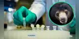 Coronavirus: China recomienda utilizar bilis de oso para tratar el Covid-19