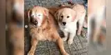Golden Retriever consigue su propio perro guía luego de perder ambos ojos [FOTOS]