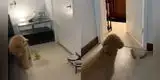 Perro no pudo con el miedo al verla con mascarilla y tuvo increíble reacción [VIDEO]