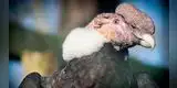 Chile: Cóndores llegan a la ciudad durante cuarentena [VIDEO]