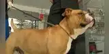 “Gordita”, la perrita rescatada en Chorrillos, será parte de la policía canina