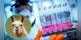 Sangre de llama sería la clave para encontrar un medicamento contra el coronavirus [VIDEO]