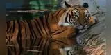 Reportan cinco tigres y tres leones con coronavirus en zoológico de Nueva York
