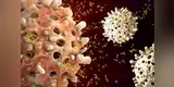 Experto revela cuánto tarda una persona en volverse completamente inmune al coronavirus