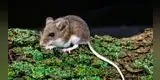 Argentina: Hantavirus causa la muerte de dos personas y ya se registran 13 casos