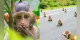 Fotografía viral muestra cómo monos mantienen su distanciamiento social