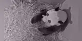 En medio de la pandemia, nace por primera vez un panda gigante en Países Bajos [VIDEO]