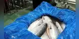 Investigadores reportan brote de virus ISA en centro de cultivo de salmones