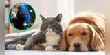 Tik Tok: Gato escucha los aullidos de dolor de un perro al ser vacunado y ataca al veterinario [VIDEO]