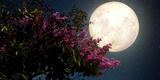 Sigue EN VIVO la Luna de las Flores, superluna que será vista HOY en todo el mundo