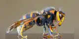 Avispón asiático gigante, la letal plaga que llegó a Norteamérica