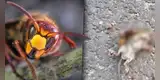 Avispón gigante asiático asesina a ratón con mortal ataque [VIDEO]