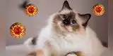 OMS señala que felinos son una de las especies más susceptibles al coronavirus