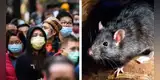 Hong Kong reporta once casos de hepatitis E en humanos transmitidos por ratas