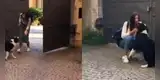 Perrita tiene emotivo reencuentro con su dueña tras 50 días de aislamiento por COVID-19 [VIDEO]
