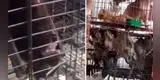 Coronavirus Asia: Mercados húmedos todavía venden murciélagos y monos [VIDEO]