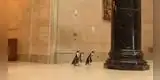 Trío de pingüinos visita museo de arte durante la cuarentena por COVID-19 [VIDEO]