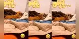 TikTok: La divertida reacción de un perrito al escuchar que se lo comerán [VIDEO]
