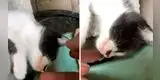 Gato se hace el muerto y la reacción de su dueño se vuelve viral [VIDEO]
